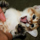 Image for article titled Self-tickling is impossible even if you think someone else is doing it